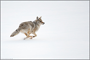 on the run... Kojote *Canis latrans*