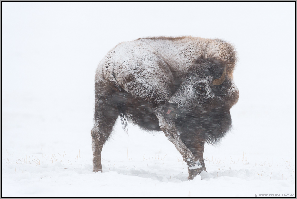 Fellpflege... Amerikanischer Bison *Bison bison*