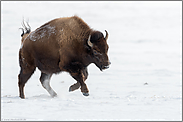 Freudensprünge...  Amerikanischer Bison *Bison bison*