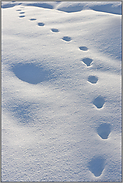 Spuren im Schnee... Amerikanischer Rotfuchs *Vulpes vulpes fulva*