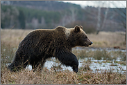 umherziehend... Europäischer Braunbär *Ursus arctos*
