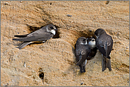 Auseinandersetzungen in der Uferschwalbenkolonie... Uferschwalbe *Riparia riparia*