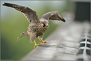 Gleichgewichtsübungen... Wanderfalke *Falco peregrinus*, Jungfalke bei ersten Flugversuchen