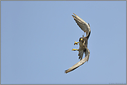 Flugkünstler... Wanderfalke *Falco peregrinus* bei der Jagd