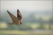 wieder angesiedelt... Wanderfalke *Falco peregrinus* im Flug hoch über der Landschaft