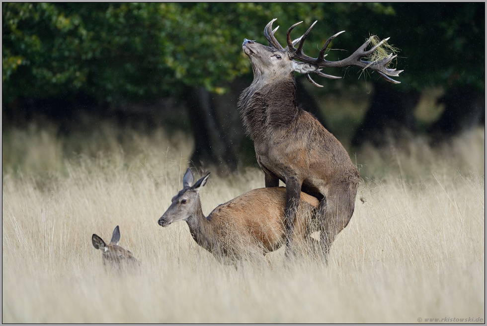 auf dem Höhepunkt... Rothirsch *Cervus elaphus*