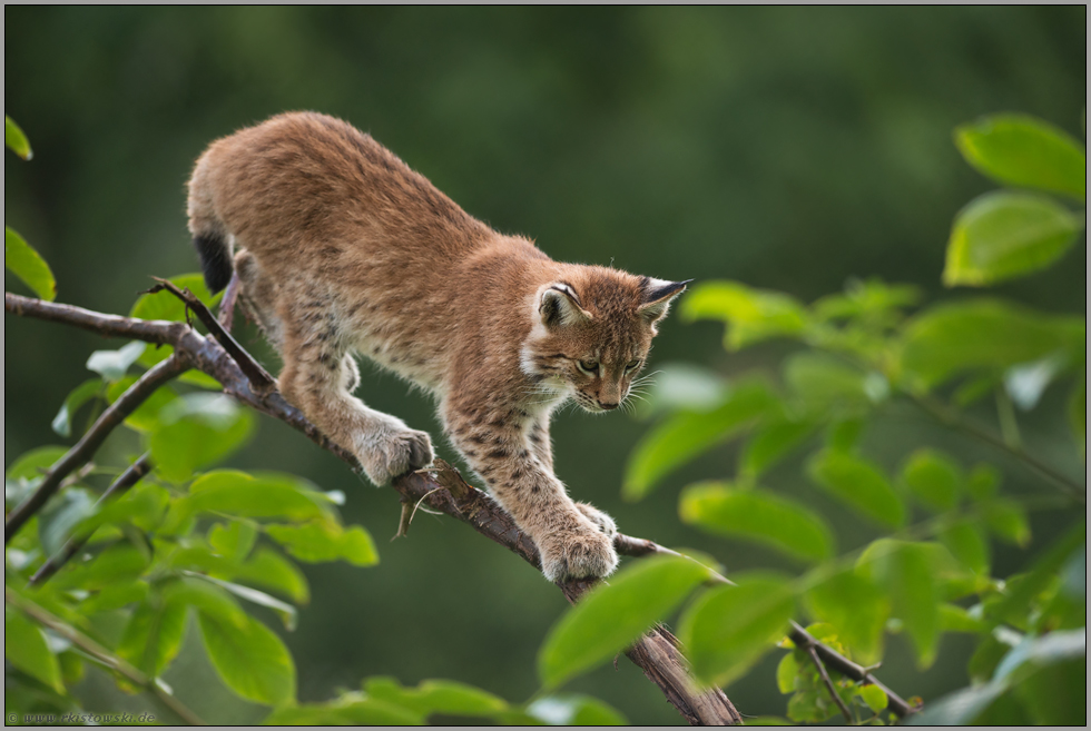 vorsichtig... Eurasischer Luchs *Lynx lynx*