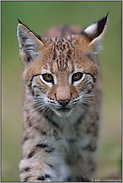 Katzenaugen... Eurasischer Luchs *Lynx lynx*