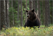 sitzender Bär... Europäischer Braunbär *Ursus arctos*