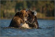 Kampf der Bären im Wasser... Europäische Braunbären *Ursus arctos*