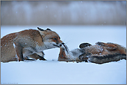 zu später Stunde... Rotfüchse *Vulpes vulpes* im Schnee