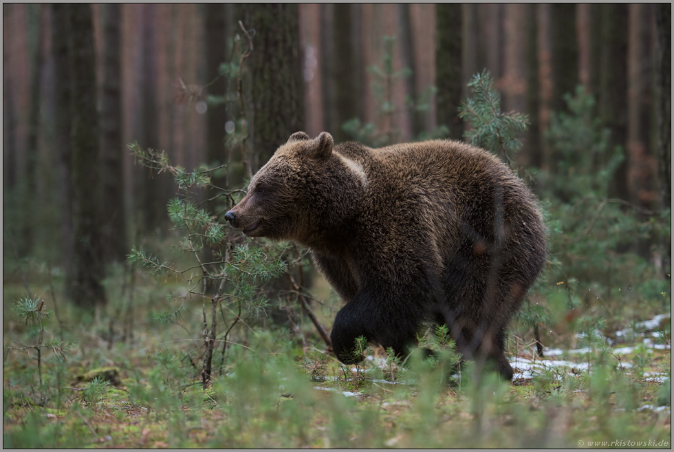 im Spurt... Europäischer Braunbär *Ursus arctos* läuft in Eile durch den Wald