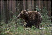 im Spurt... Europäischer Braunbär *Ursus arctos* läuft in Eile durch den Wald