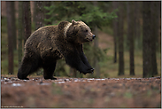 Lebensfreude... Europäischer Braunbär *Ursus arctos* springt durch den Wald