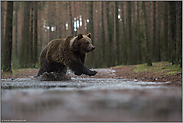 die Überquerung... Europäischer Braunbär *Ursus arctos*