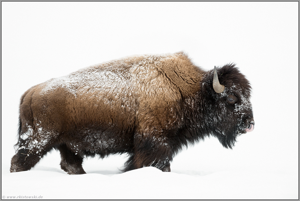 ein beeindruckendes Tier...  Amerikanischer Bison *Bison bison* in Schnee und Eis