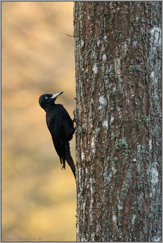 typisches Bild... Schwarzspecht *Dryocopus martius*, Weibchen klettert Baum hoch