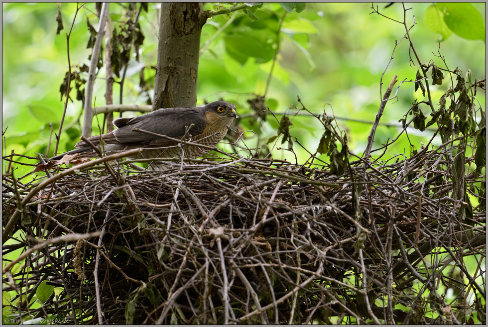 kurzer Besuch... Sperber *Accipiter nisus*, Terzel ( Männchen ) am Nest