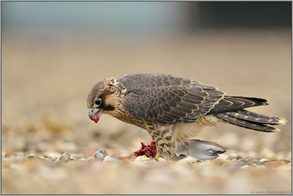 das große Fressen... Wanderfalke *Falco peregrinus*, Jungfalke, auch Rotfalke genannt