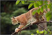 Überraschungsjäger... Eurasischer Luchs *Lynx lynx* klettert im Baum