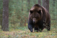 zielstrebig... Europäischer Braunbär *Ursus arctos* auf seinem Weg durch den Wald