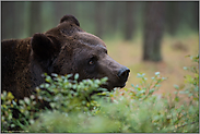 kritischer Blick... Europäischer Braunbär *Ursus arctos*, Kopfporträt