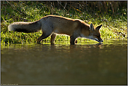 Fuchs trinkt.. Rotfuchs *Vulpes vulpes* am Wasser