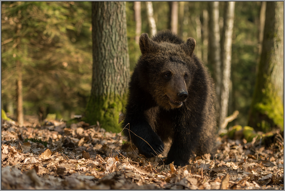 frontal... Europäischer Braunbär *Ursus arctos*, junger Braunbär auf seinem Weg durch den Wald