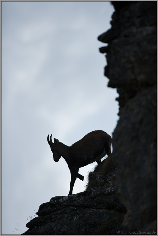 bergab... Alpensteinbock *Capra ibex*, Silhouette, Scherenschnitt in der Steilwand