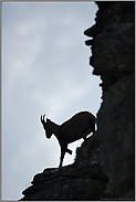 bergab... Alpensteinbock *Capra ibex*, Silhouette, Scherenschnitt in der Steilwand