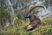 bei der Mittagsruhe... Alpensteinbock *Capra ibex* oder einfach nur Steinbock