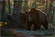 Meister Petz... Europäischer Braunbär *Ursus arctos* im Wald