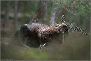 verspielt... Europäischer Braunbär *Ursus arctos* räkelt sich auf dem Waldboden