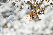versteckt... Rotfuchs *Vulpes vulpes*, Fuchs im Winter, versteckt hinter Büschen voller Schnee