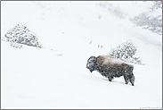 im Schneefall... Amerikanischer Bison *Bison bison* im Winter, Nordamerika
