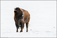 abschätzender Blick...  Amerikanischer Bison *Bison bison* im Winter bei Schnee, Nordamerika