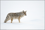 gespannter Blick... Kojote *Canis latrans* im Schnee