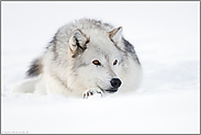 ruhend... Timberwolf *Canis lupus lycaon* liegt im Schnee