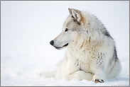 im Schnee... Timberwolf *Canis lupus lycaon*, Yellowstone, USA