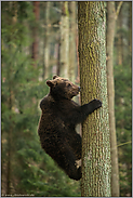 guter Kletterer... Europäischer Braunbär *Ursus arctos*, junger Bär klettert auf einen Baum