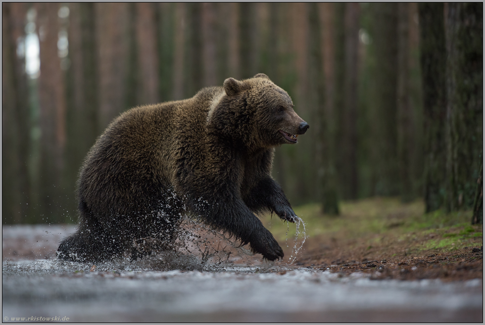 übermütig... Europäischer Braunbär *Ursus arctos* springt durch eine Pfütze