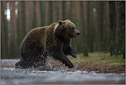 übermütig... Europäischer Braunbär *Ursus arctos* springt durch eine Pfütze