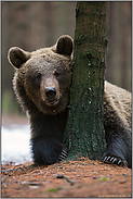 Blickkontakt... Europäischer Braunbär *Ursus arctos* versteckt sich hinter einem Baum