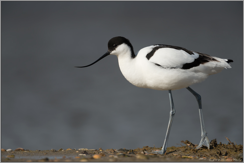 im Profil... Säbelschnäbler *Recurvirostra avosetta*, Watvogel auf langen Beinen