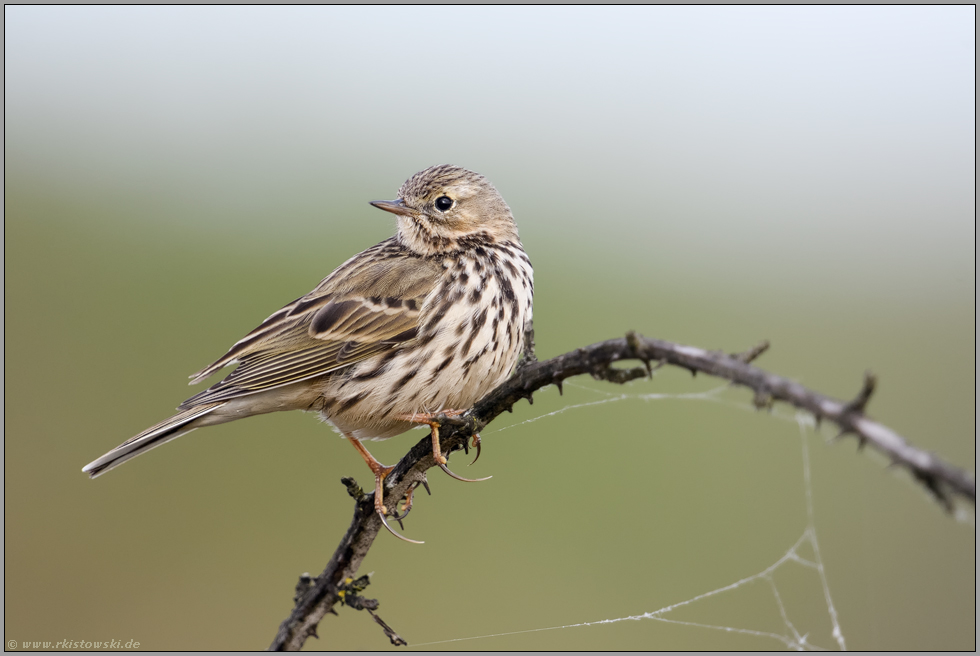 lange Hinterzehen... Wiesenpieper *Anthus pratensis*