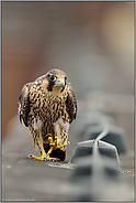der Wanderer... Wanderfalke *Falco peregrinus*, Jungvogel zu Fuß unterwegs