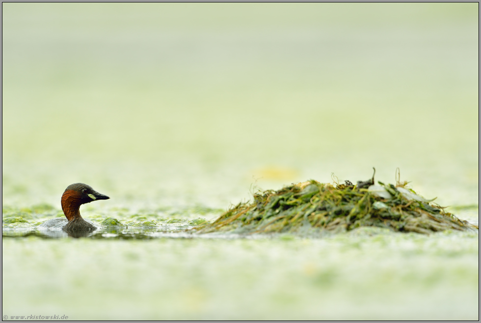 Nestbau... Zwergtaucher  *Tachybaptus ruficollis *
