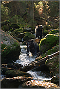 am Wildbach... Europäischer Braunbär *Ursus arctos*, Jungbären auf Erkundungstour