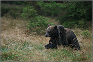 eilig unterwegs... Europäischer Braunbär *Ursus arctos*, Jungtier auf der Flucht