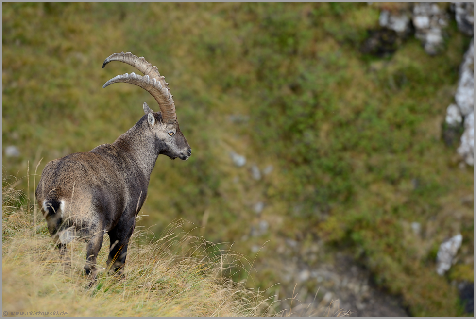Blick ins Tal hinab... Steinbock *Capra ibex* in seinem natürlichen Lebensraum